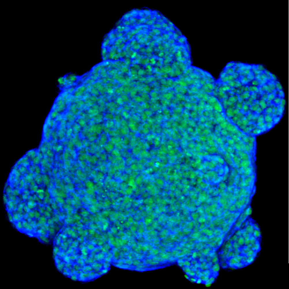 Cell Manufacturing & Scale-Up