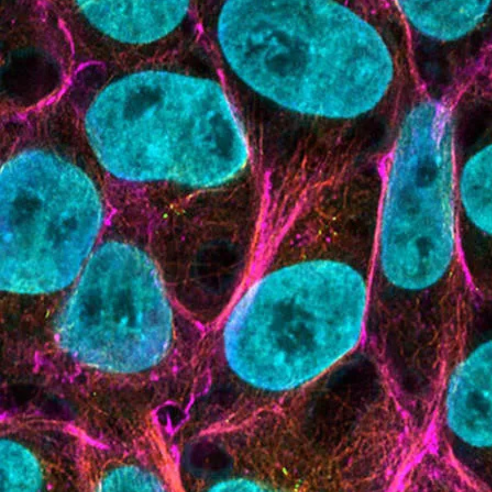 Pluripotent Stem Cell Maintenance & Cell Quality
